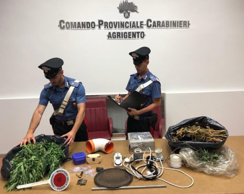 Scoperta coltivazione di marijuana sul terrazzo: giovane finisce in manette