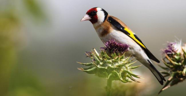 Cardellini di specie protetta detenuti illegalmente: denunciati due uomini, volatili sequestrati