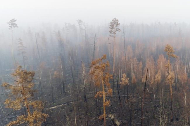 INCENDI IN SIBERIA, GREENPEACE LANCIA L'ALLARME CLIMA