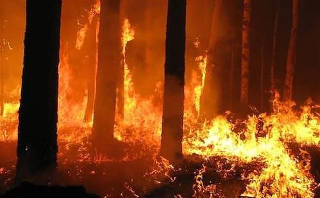 IL CENTROSUD NELLA MORSA DEGLI INCENDI