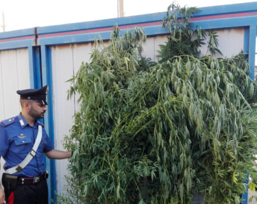 In tre beccati mentre annaffiavano piante di droga: scoperta una piantagione