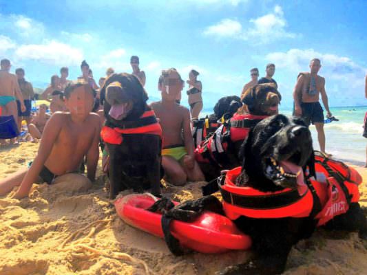 Paura in spiaggia, bambini in difficoltà per il mare agitato: salvati da “angeli” a quattro zampe