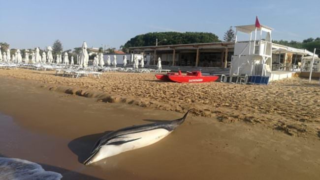 Terribile scoperta in spiaggia, trovato delfino morto: l’immagine commuove il web