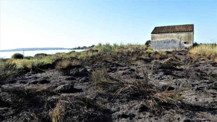 Fiamme nella riserva naturale Ciane Saline: in cenere sterpaglie e macchia mediterranea
