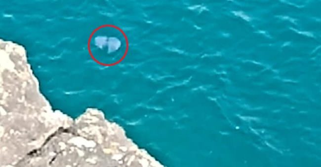 Catania, è “invasione” di meduse giganti: Legambiente spiega il perché e lancia l’allarme – FOTO