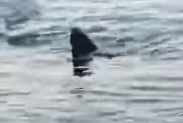 Guarda che pinna! Uno squalo fa visita ai bagnanti, spettacolo della natura nel Siracusano