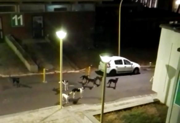 Catania, infermiera inseguita e aggredita da branco di randagi al Policlinico: “Serve intervento immediato”
