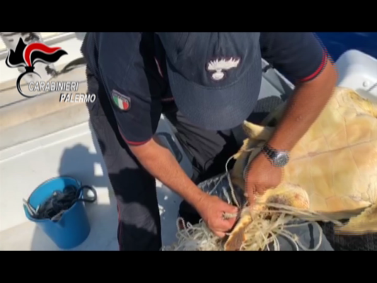 Tartaruga marina intrappolata nei rifiuti: salvata dai carabinieri