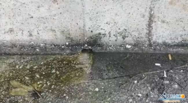 “Incredibile, ma vero”, bollette care e litri d’acqua persi in strada: la denuncia di Mareamico