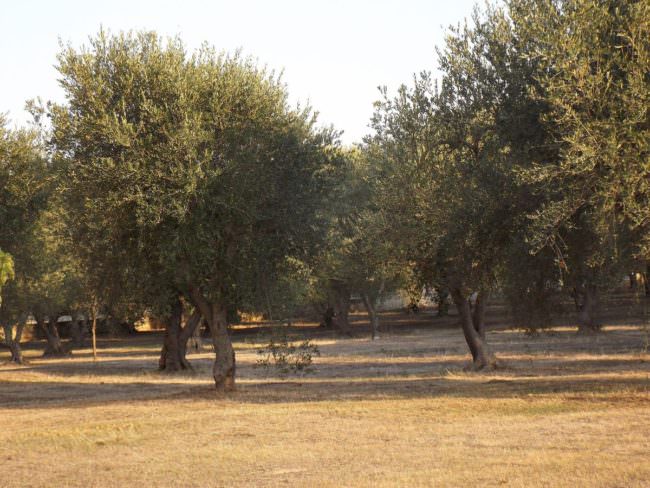 CORTE UE “L'ITALIA NON HA FATTO ABBASTANZA CONTRO LA XYLELLA”