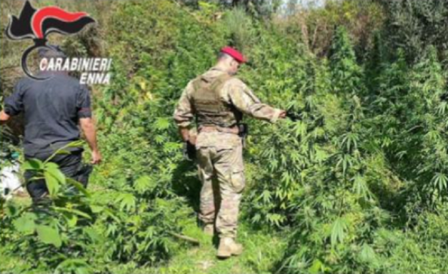 Controlli antidroga, sgominate dai carabinieri 2 piantagioni di canapa indiana con oltre 120 piante