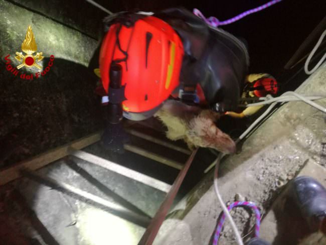 Panico nel Catanese, cane cade in un pozzo: salvato dai vigili del fuoco – FOTO