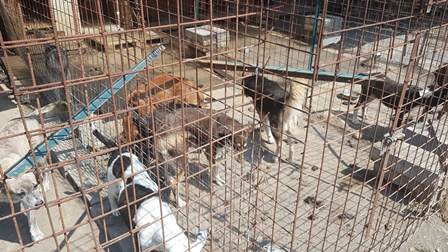 Catania, gravi sofferenze per animali in un rifugio: gestori indagati – FOTO