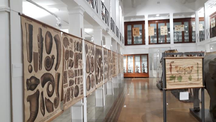 Catania, inaugurata la mostra “Natura elegans”: protagoniste indiscusse le tavole parietali
