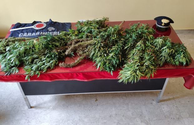 Piante di cannabis indica in casa, in manette 45enne – Le FOTO