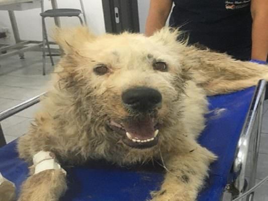 Cagnolina uccisa a colpi di pala, “giustizia per Ruth”: gli animalisti scendono in piazza con un corteo