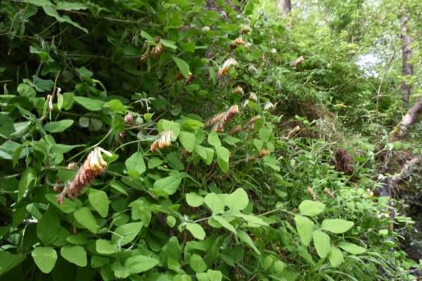 Scoperta nuova specie vegetale sui Peloritani: pianta dedicata al botanico Salvatore Brullo