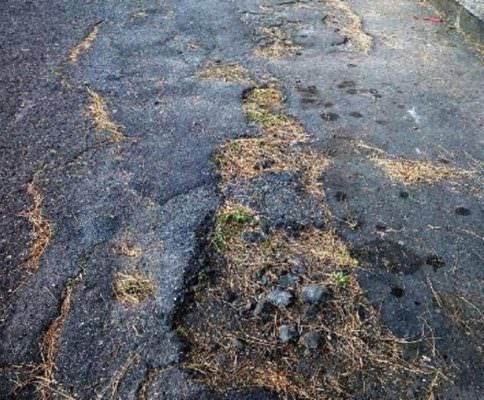 Catania, degrado in via Carducci: erbacce e asfalto a groviera. Comitato Vulcania chiede intervento immediato – FOTO