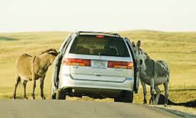 Grave scontro in zona Ipercoop: auto si schianta contro tre asini e li uccide