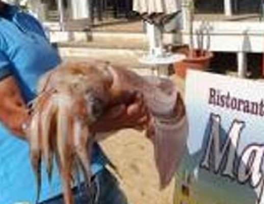 Calamaro gigante di 70 chilogrammi a riva, la scoperta del titolare di un lido Calamaro gigante di 70 chilogrammi a riva, la scoperta del titolare di un lido