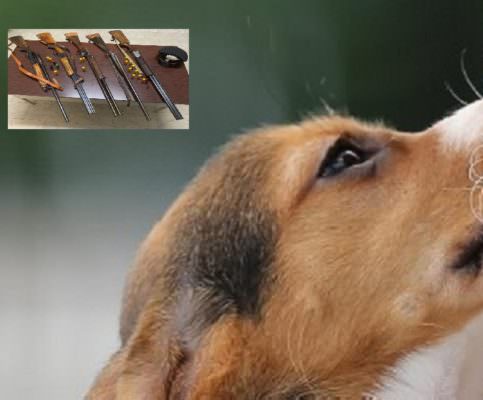 La presenza del cane lo disturba, lui lo ferisce a colpi di fucile: denunciato 73enne, ritirate le sue armi