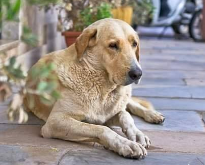 Lampedusa non ha più il suo “Angelo”, trovato morto il cane mascotte dell’isola: “Ti abbiamo voluto bene”