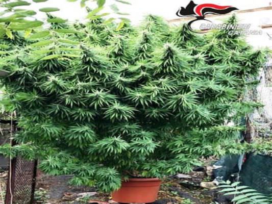 “Guarda, un albero di Natale”, ma era una pianta di marijuana: arrestato 45enne catanese