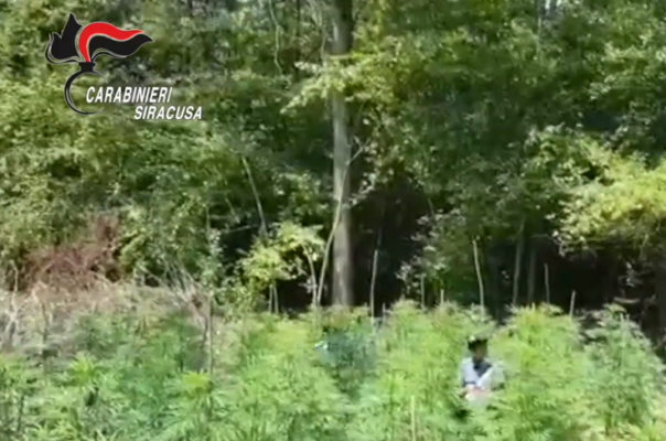 Droga, VIDEO del ritrovamento e della distruzione di una piantagione di canapa indiana