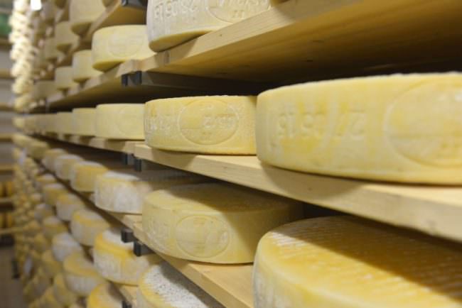 Caseificio abusivo, trovati 816 chili di formaggio in precarie condizioni igieniche: 3mila euro di denuncia