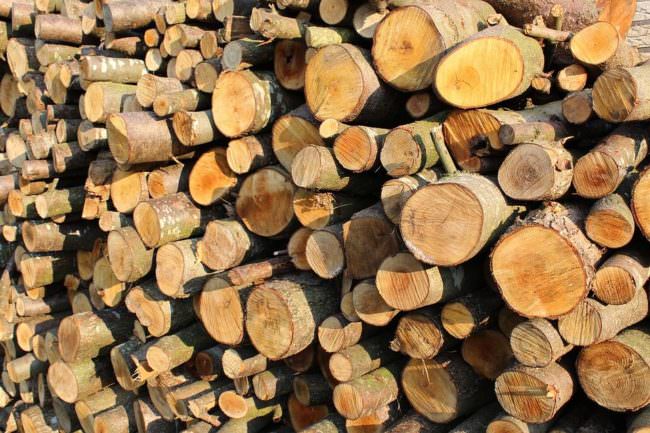 MILANO, IL LEGNO DELLA FORESTA DISTRUTTA RIVIVE NEL TRIENNALE TEATRO