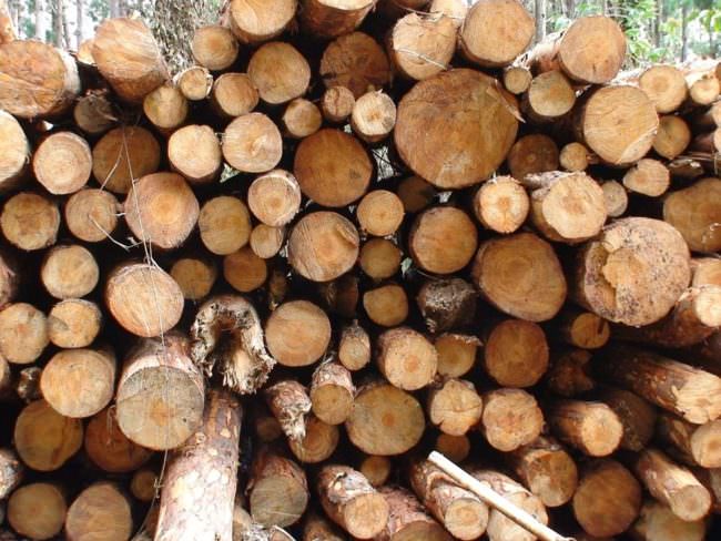 AL VIA UN PROGETTO PER ABBATTERE LA CO2 DEI PRODOTTI IN LEGNO