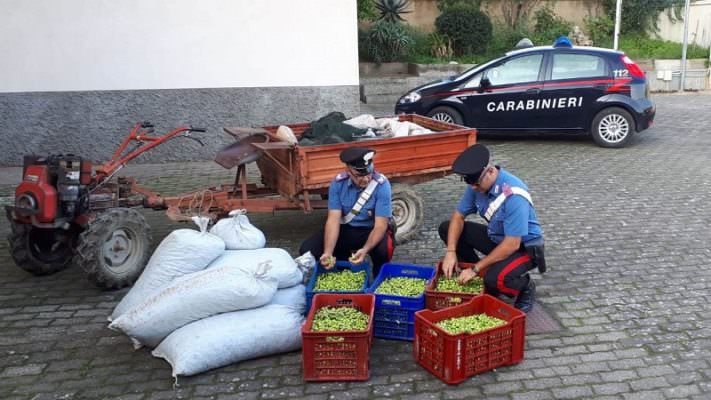 Furto di oltre 500 chili di olive pregiatissime nel Catanese: in manette un 41enne, denunciato un 17enne