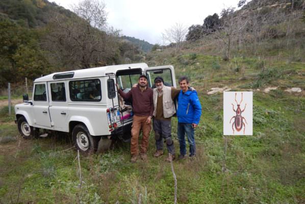Sicilia, scoperto un coleottero nella riserva Vallone di Piano della Corte: “Non si conosce ancora la biologia di questa specie”