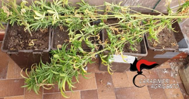 Quattro piante di canapa indiana nel balcone: 30enne denunciato per coltivazione di cannabis