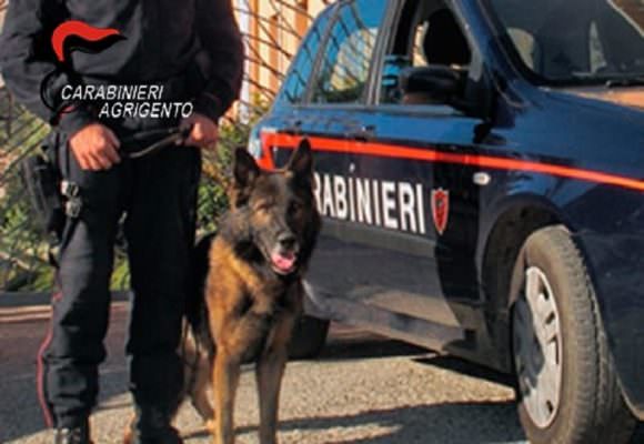 “Roba” da cavalli, il VIDEO del blitz antidroga in un maneggio abusivo: un arresto, sanzioni per migliaia di euro