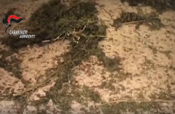 Casa trasformata in centro di stoccaggio di marijuana: ignara l’anziana padrona – VIDEO