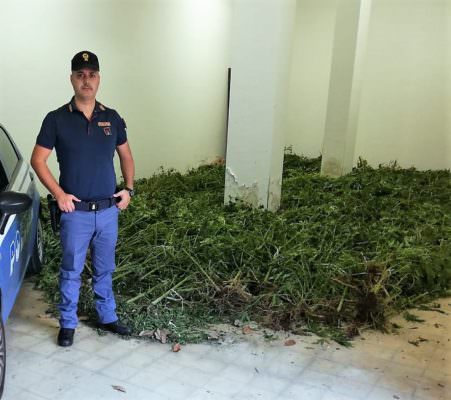 Smascherati due spacciatori, ritrovata enorme piantagione di marijuana: arrestati 2 palermitani