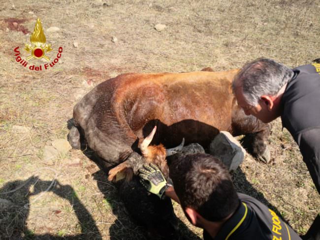 Scivola e rimane bloccata in un laghetto: mucca portata in salvo dai vigili del fuoco – FOTO