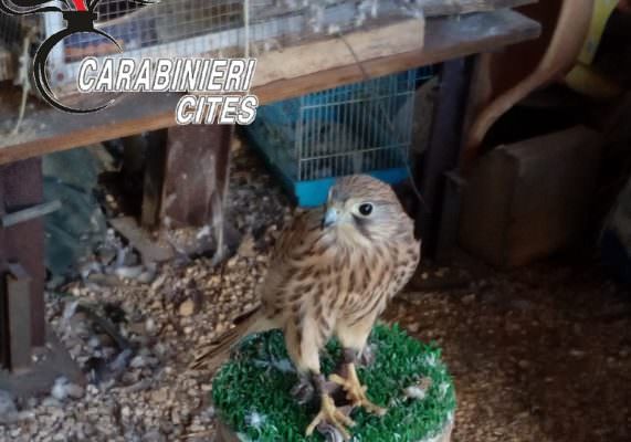 Trovati in una villa diversi esemplari di specie protette di rapaci non in regola: denunciato bracconiere