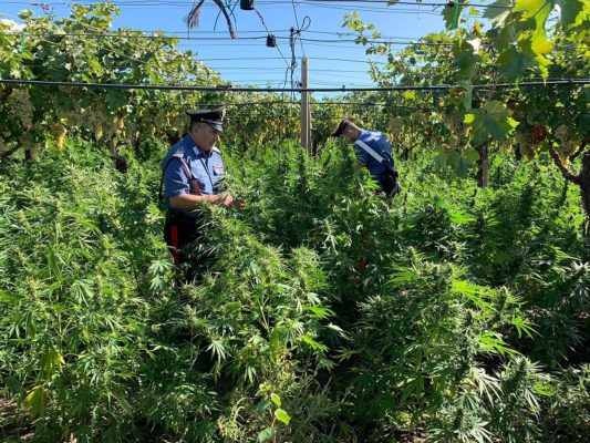 Trovata piantagione di canapa indiana di oltre 3mila piante, blitz dei carabinieri: arrestato 26enne