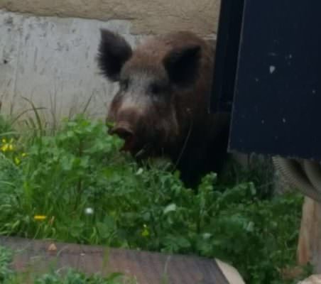 Anziano ucciso da un cinghiale: Regione Siciliana chiamata a risarcire i familiari