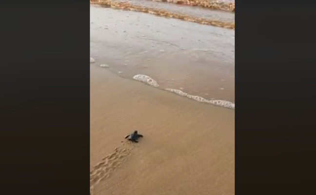 Pioggia e nubifragi non fermano il miracolo della vita: il VIDEO che mostra la nascita di 25 tartarughine Caretta Caretta