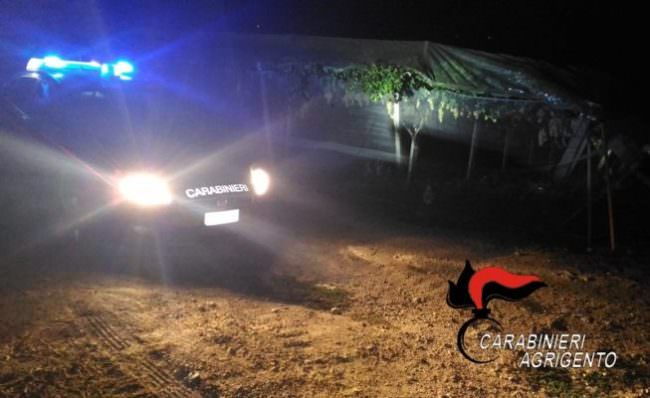 Carabinieri “invisibili” contro i ladri d’uva: malintenzionati “scoraggiati” dai controlli