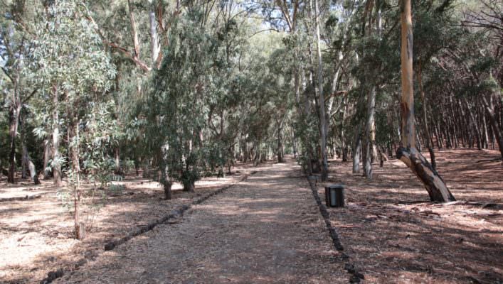 Boschetto della Playa in condizioni non tollerabili: comitato Terranostra scrive vademecum – FOTO