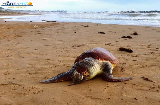 Incastrata in una rete senza possibilità di fuga: morta una tartaruga Caretta Caretta