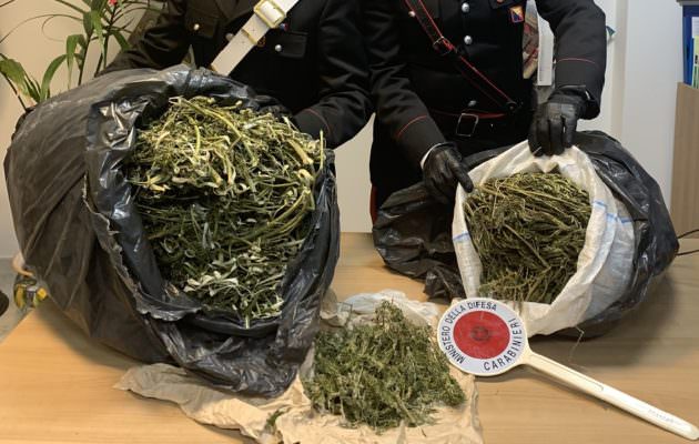 Nascondeva “erba speciale” tra le frasche: 54enne arrestato nel suo “casolare della droga”