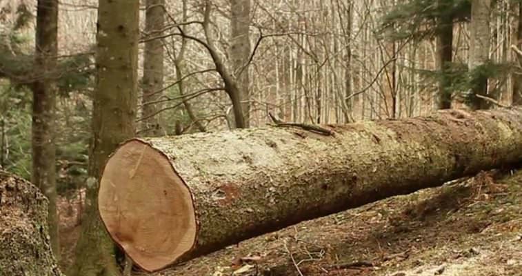 Tagliati e rubati 40 alberi da un appezzamento di terreno: indagini in corso, nessuna pista esclusa