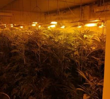 Mille piante di marijuana alte più di 1,5 metri: maxi sequestro nel Catanese, arrestati 6 pregiudicati
