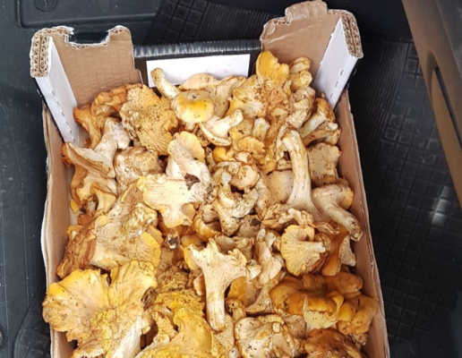 Catania, funghi non commestibili venduti in piazza Giovanni Verga: scatta il sequestro