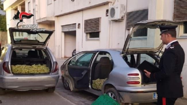 Rubano oltre 3 quintali di uva: in manette 2 catanesi dopo una violenta colluttazione con i carabinieri